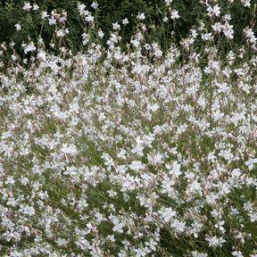 Prachtkerze ‘Short Form’ - Willemse