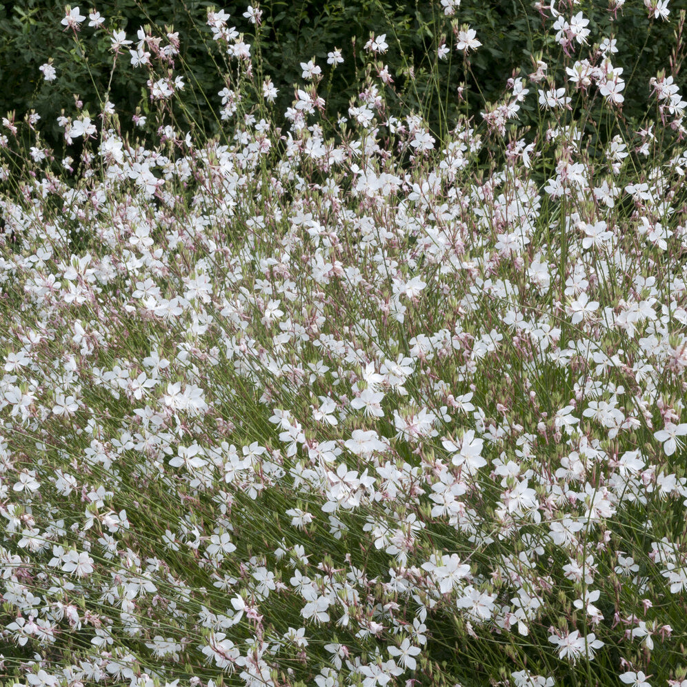 Gaura Short Form - Willemse