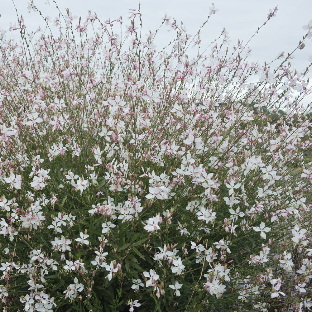 Prachtkerze ‘Short Form’ - Gaura lindheimeri Short Form - Willemse