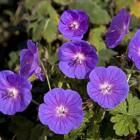 Mehrjährige Himalaya-Geranie Gravetye - Geranium himalayense Gravetye - Willemse