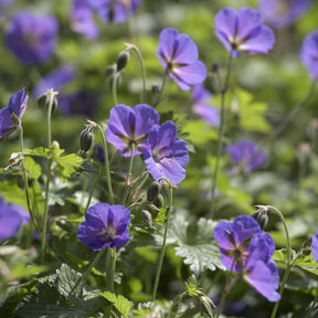 Geranien - Mehrjährige Himalaya-Geranie Gravetye - Geranium himalayense Gravetye