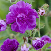 Geranium himalayense Plenum - Himalaya-Geranie mit gefüllten Blüten - Geranien