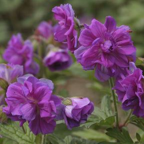 Himalaya-Geranie mit gefüllten Blüten - Geranium himalayense Plenum - Willemse