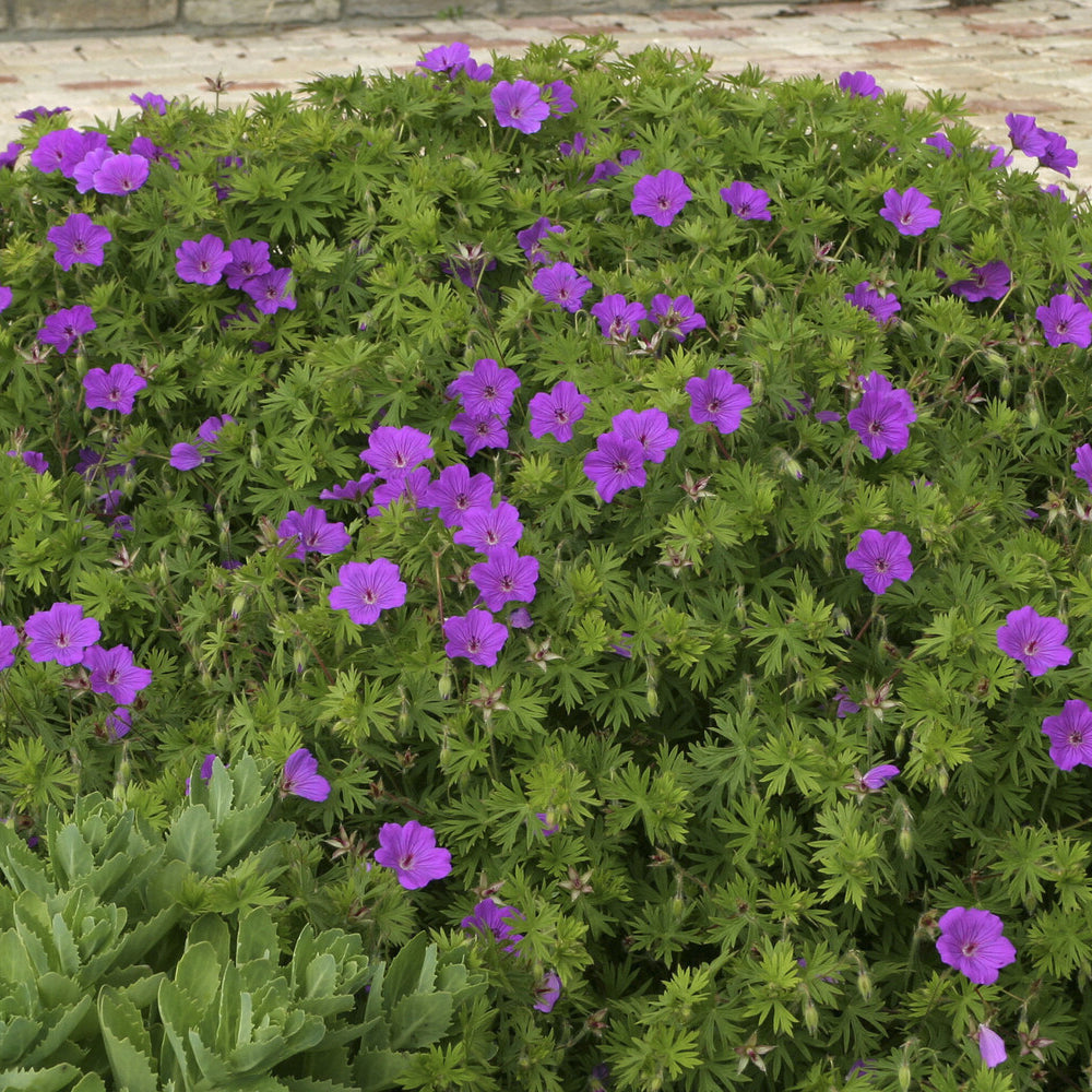 Geranie Tiny Monster - Willemse