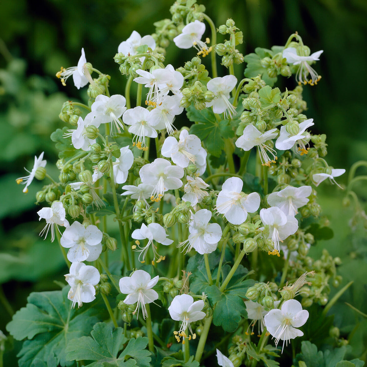 Balkan-Geranium White Ness