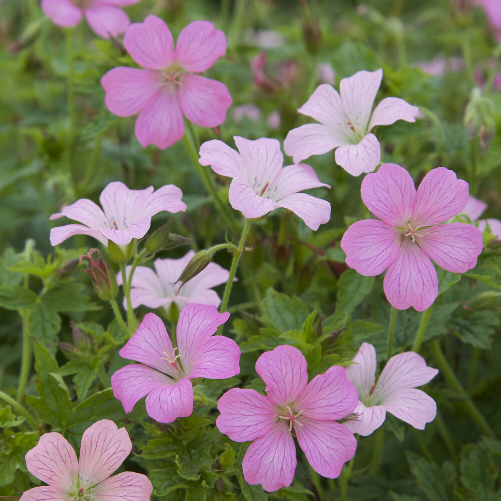 Mehrjährige Geranie Hellrosa - Willemse