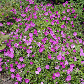 Blut-Storchschnabel Ankum's Pride - Geranium sanguineum Ankum's Pride - Willemse