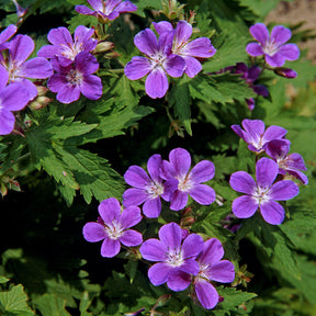 Geranium sylvaticum Mayflower - Wald-Storchschnabel ‘Mayflower’ - Geranien