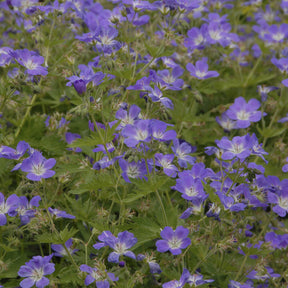 Wald-Storchschnabel ‘Mayflower’ - Geranium sylvaticum Mayflower - Willemse