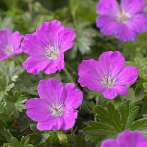 Blut-Storchschnabel Max Frei - Geranium sanguineum Max Frei - Willemse