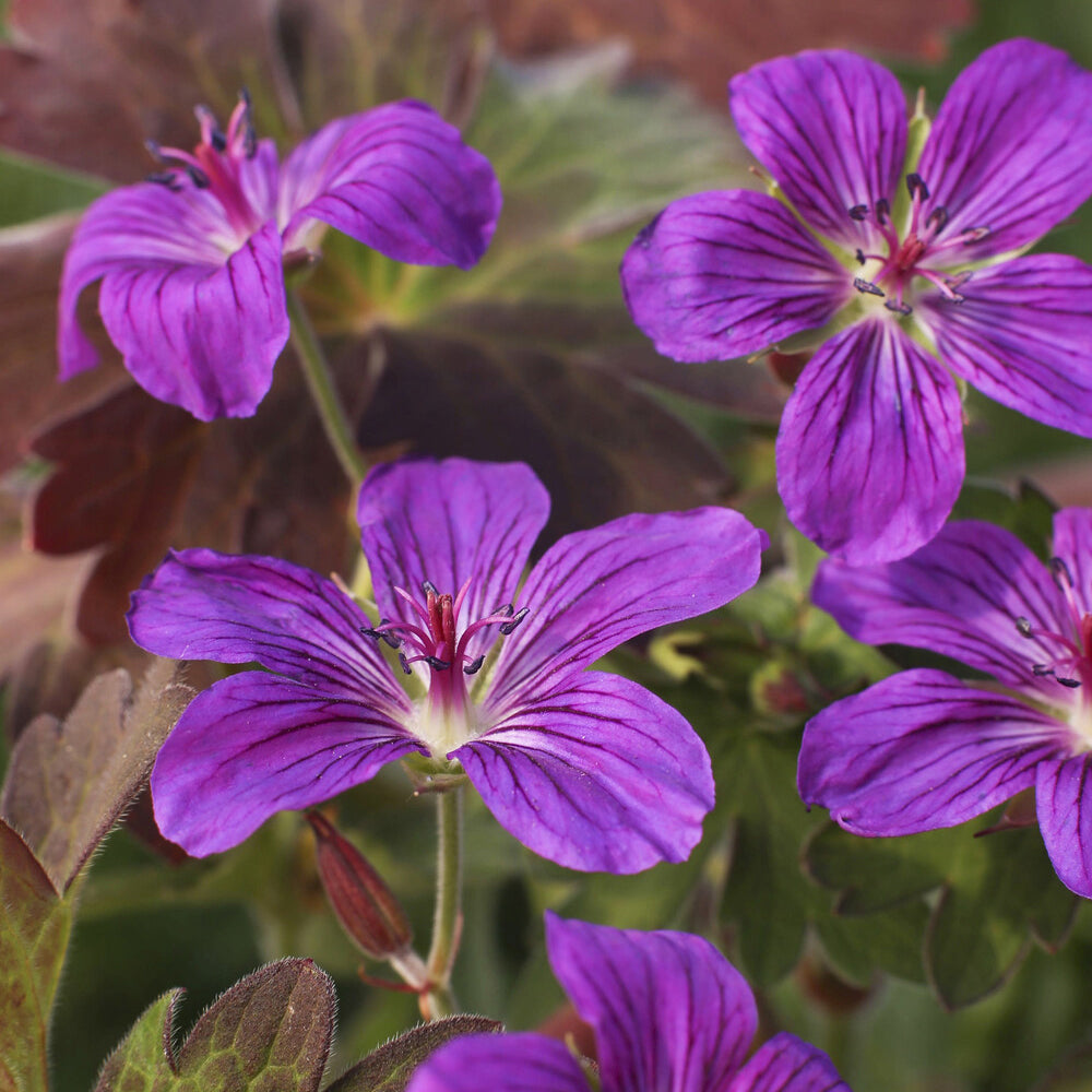 Sibirischer Storchschnabel - Geranium wlassovianum - Willemse