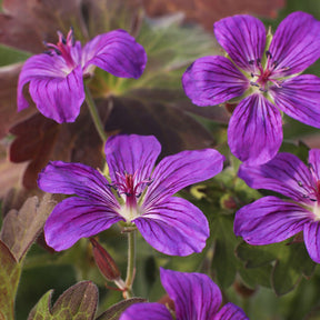 Sibirischer Storchschnabel - Geranium wlassovianum - Willemse