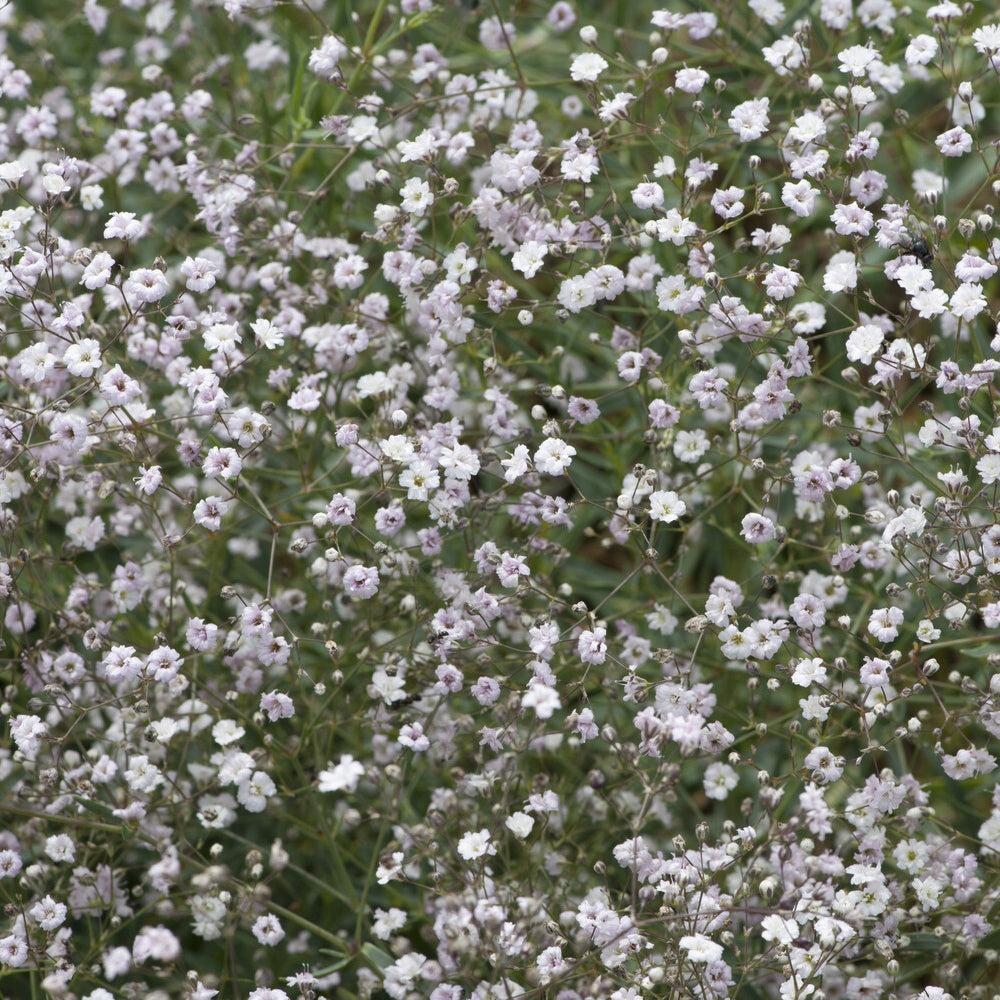 Kriechendes Schleierkraut 'Rosenschleier' - Willemse