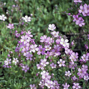 Kriechendes Schleierkraut 'Rosea' - Gypsophila repens Rosea - Willemse