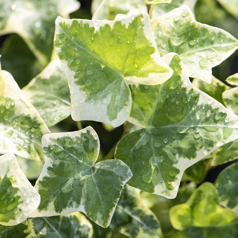 Weißgrüner Efeu 'Glacier' - Hedera helix Glacier - Willemse