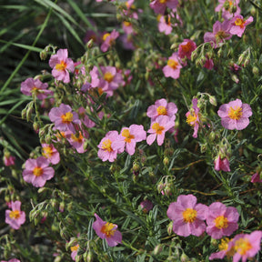 Helianthemen - Sonnenröschen 'Lawrenson´s Pink' - Helianthemum Lawrenson's Pink