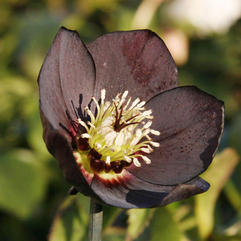 Christrose Black - Helleborus orientalis Black - Willemse