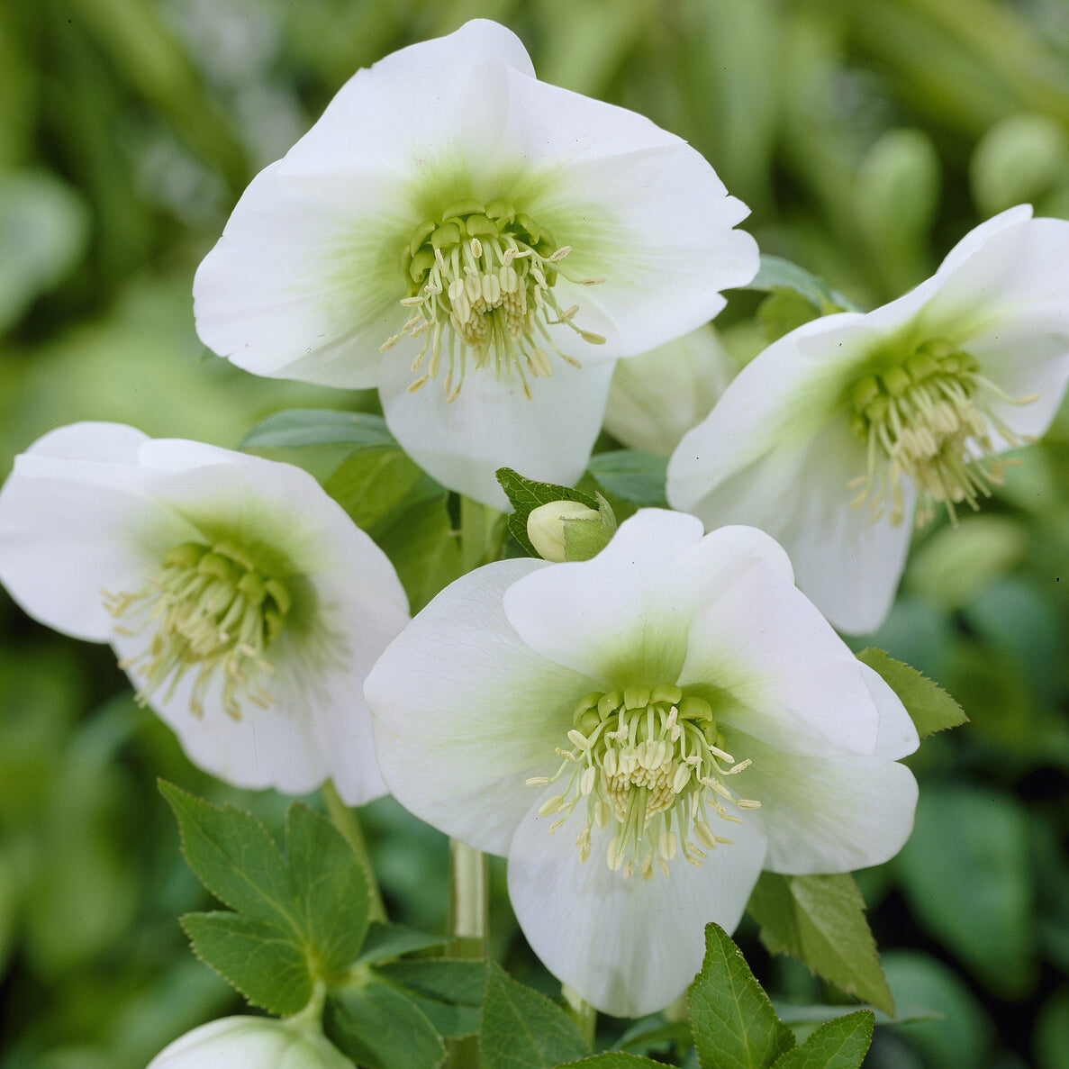 Orientalische Helleborus White Lady - Helleborus orientalis White Lady - Willemse