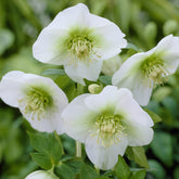 Lenzrose ‘White Lady’ - Helleborus orientalis White Lady - Willemse