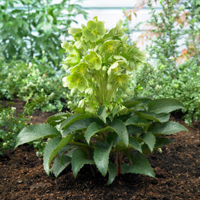 Stern-Nieswurz - Helleborus sternii - Willemse