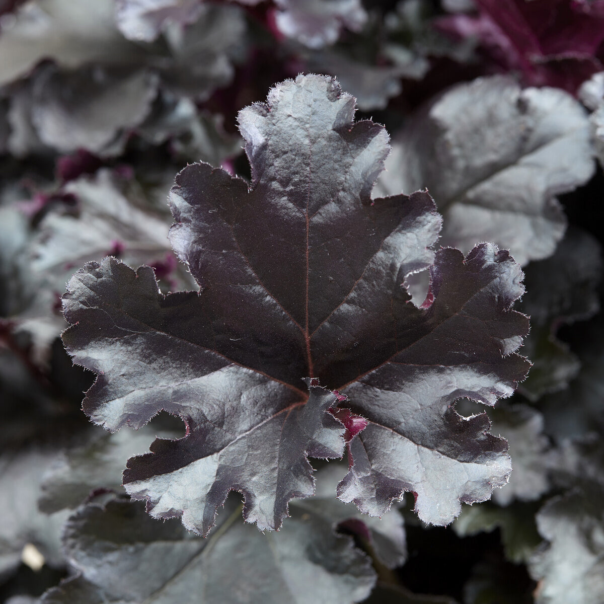 Heuchera Black Pearl - Heuchera Black Pearl - Willemse