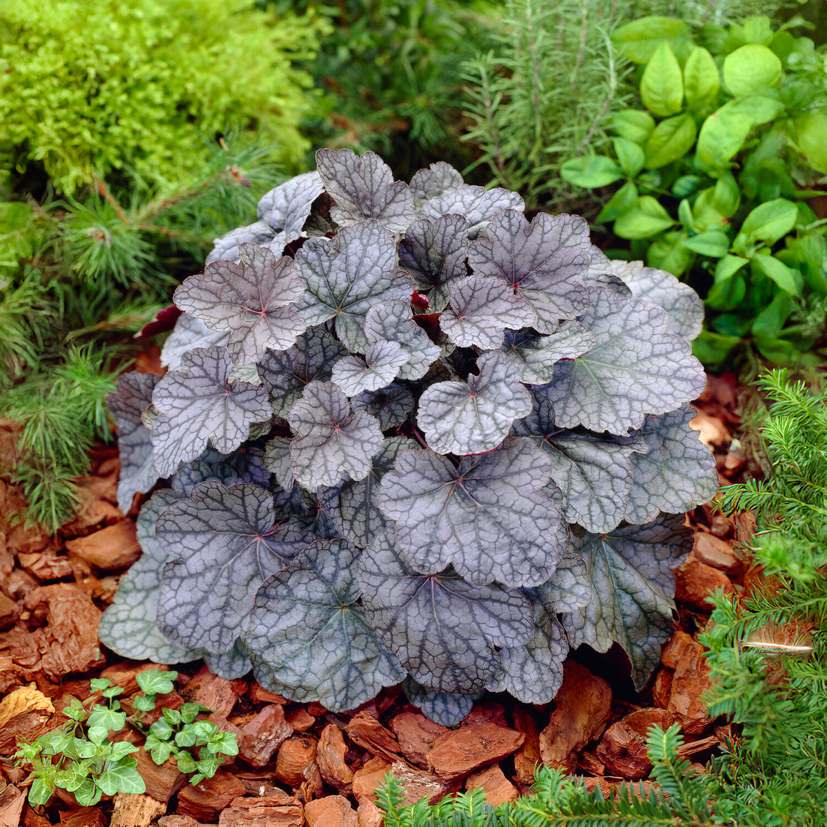 Purpurglöckchen Cascade Dawn - Willemse