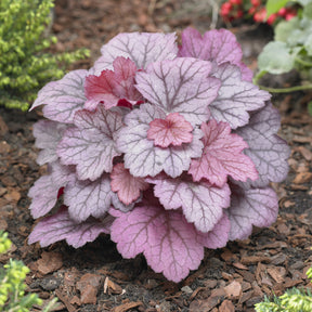 Heuchera Georgia Plum - Willemse