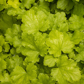 Heuchera Lemon Love - Willemse