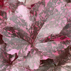 Purpurglöckchen ‘Midnight Rose’ - Heuchera Midnight Rose - Willemse