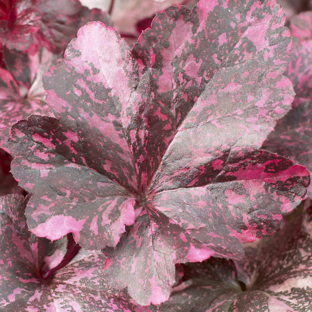 Purpurglöckchen ‘Midnight Rose’ - Heuchera Midnight Rose - Willemse