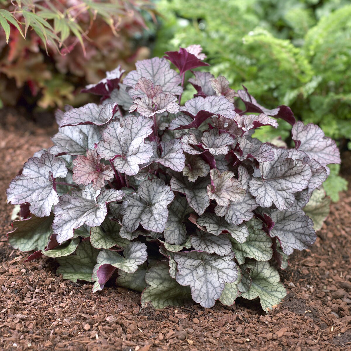 Heuchera Silver Scrolls - Heuchera Silver Scrolls - Willemse