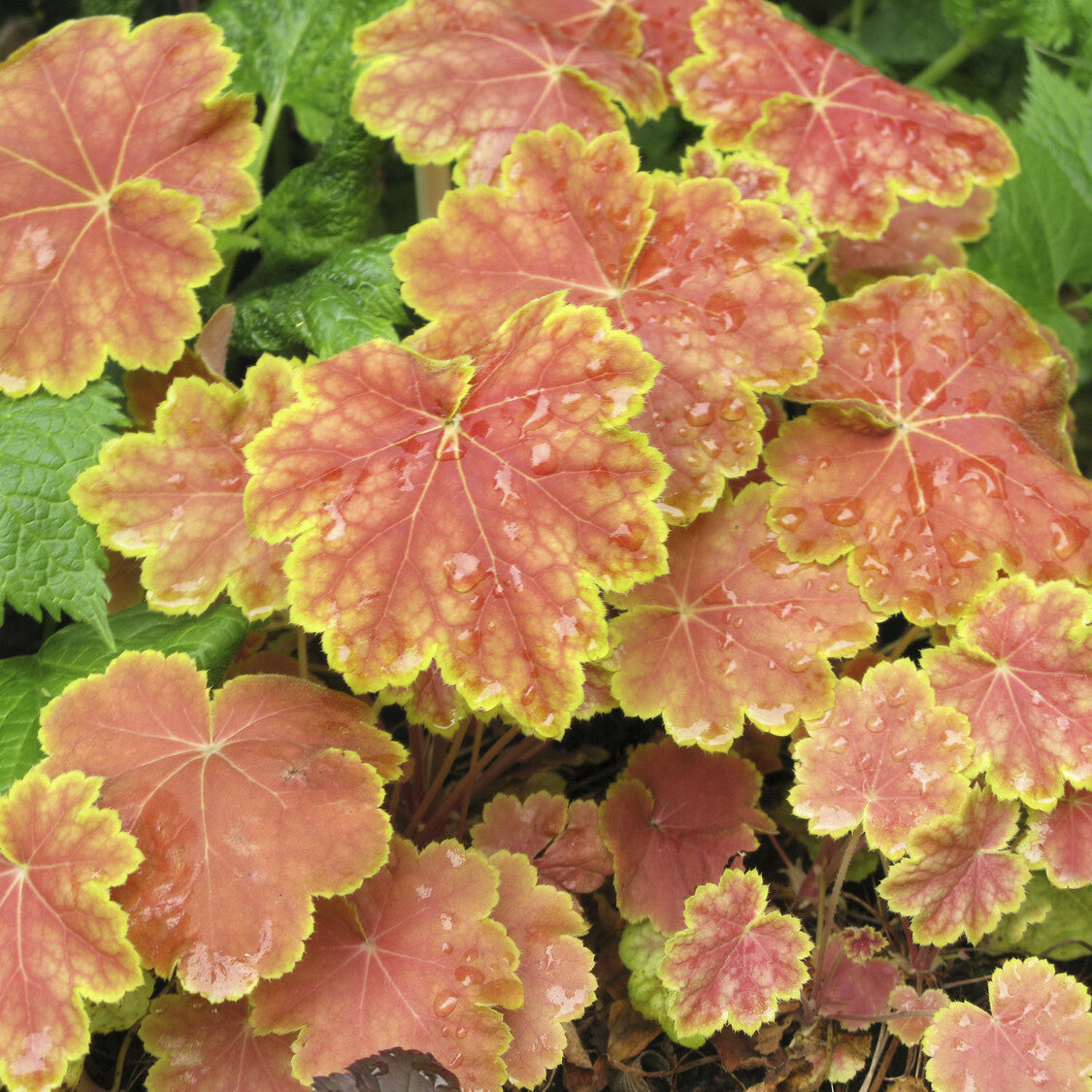 Heuchera Tiramisu - Willemse