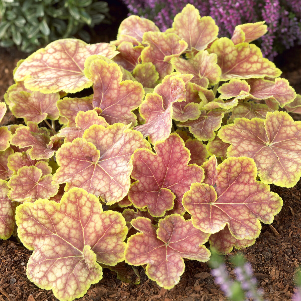 Heuchera Tiramisu
