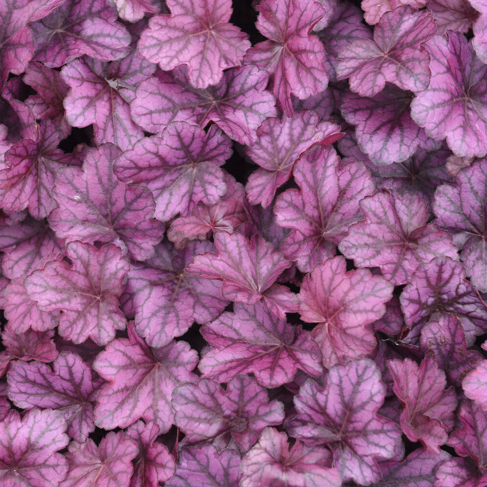 Heuchera Wild Rose - Heuchera Wild Rose - Willemse