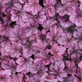 Heuchera Wild Rose - Heuchera Wild Rose - Willemse