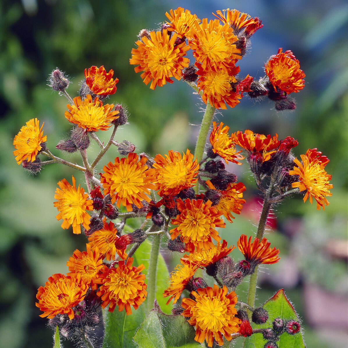 Stauden - Orangerotes Habichtskraut - Hieracium aurantiacum