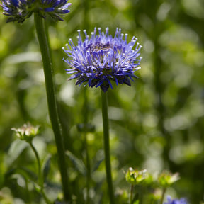 Ausdauerndes Sandglöckchen Blaulicht - Jasione laevis - Willemse