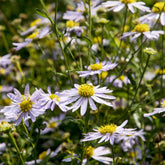 Schönastern Charlotte - Kalimeris incisa Charlotte - Willemse