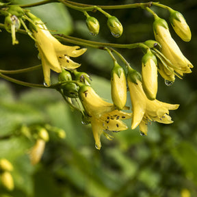 Koreanische Wachsblume - Kirengeshoma koreana - Willemse