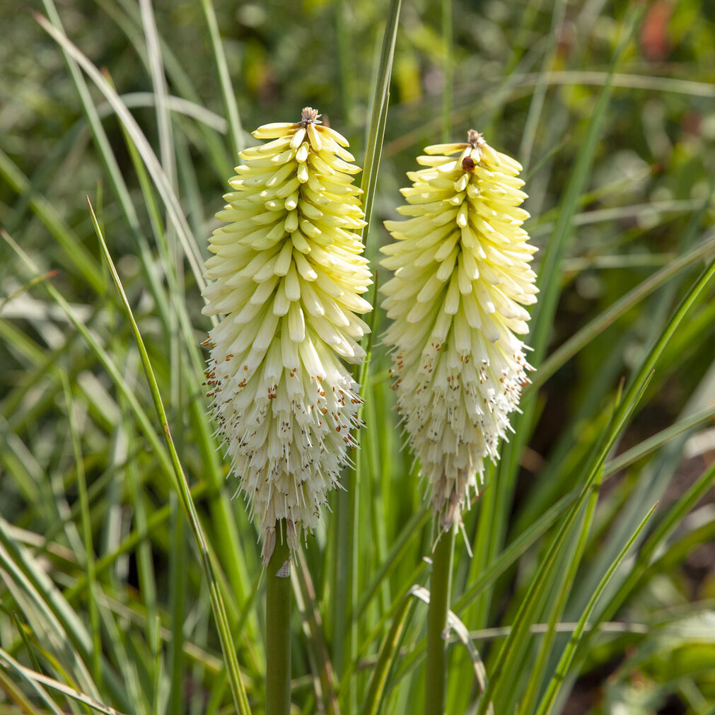 Kniphofia - Tritoma Ice Queen - Kniphofia Ice Queen