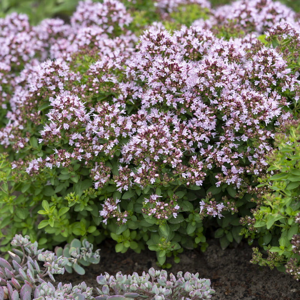 Rasiger -Dost 'Compactum' - Origanum vulgare Compactum - Willemse