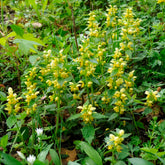 Gewöhnliche Goldnessel - Willemse