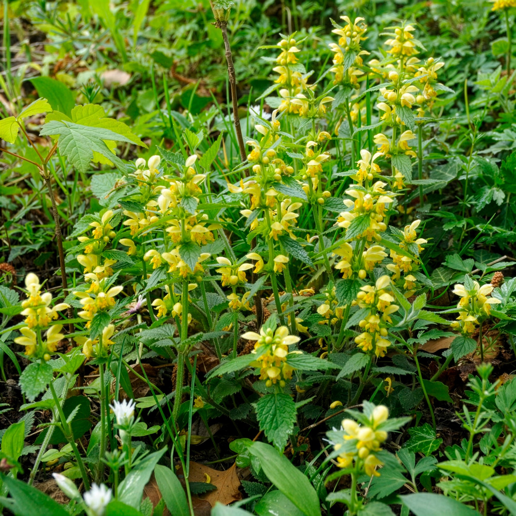 Gewöhnliche Goldnessel - Willemse