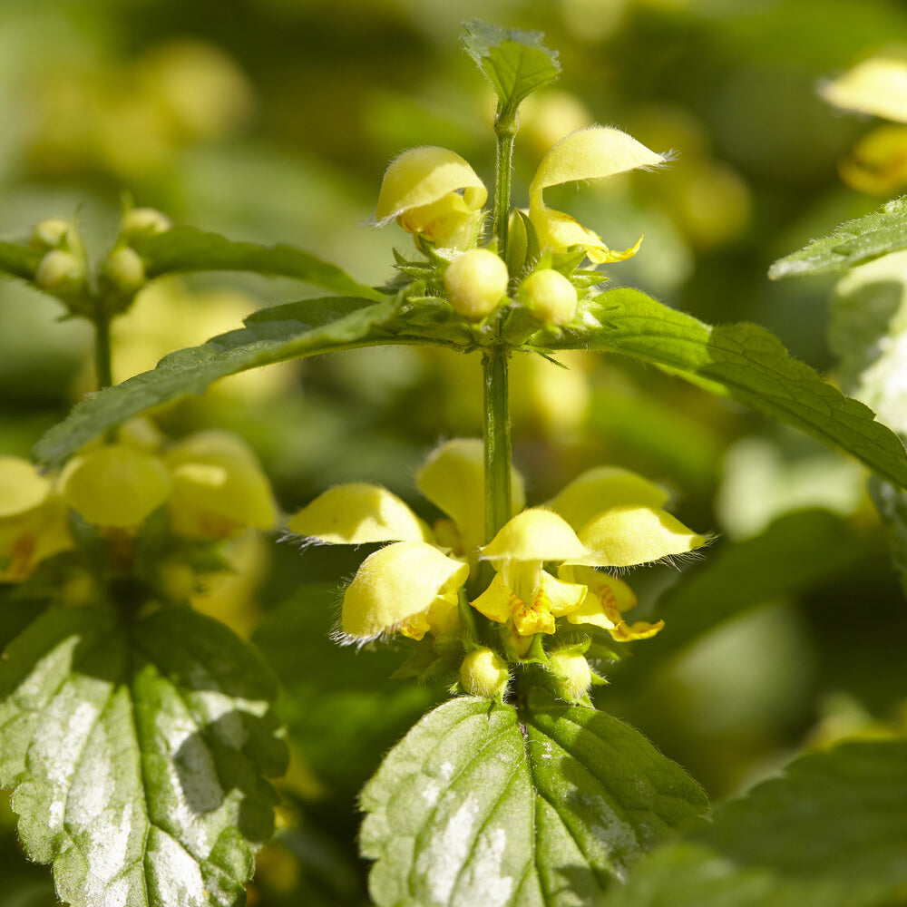 Lamiastrum galeobdolon Florentinum - Goldnessel 'Florentinum' - Stauden