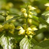 Lamiastrum galeobdolon Florentinum - Goldnessel 'Florentinum' - Stauden