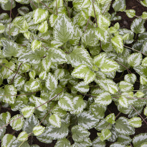 Stauden - Goldnessel 'Florentinum' - Lamiastrum galeobdolon Florentinum