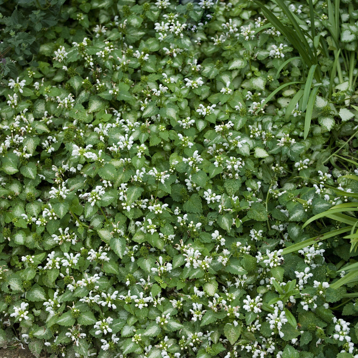 Gefleckte Taubnessel 'Album' - Willemse