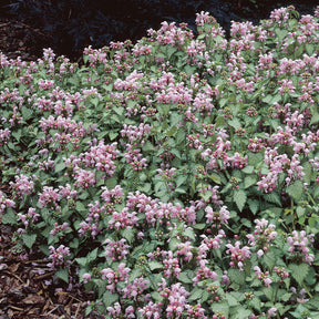 Gefleckte Taubnessel 'Roseum' - Lamium maculatum Roseum - Willemse