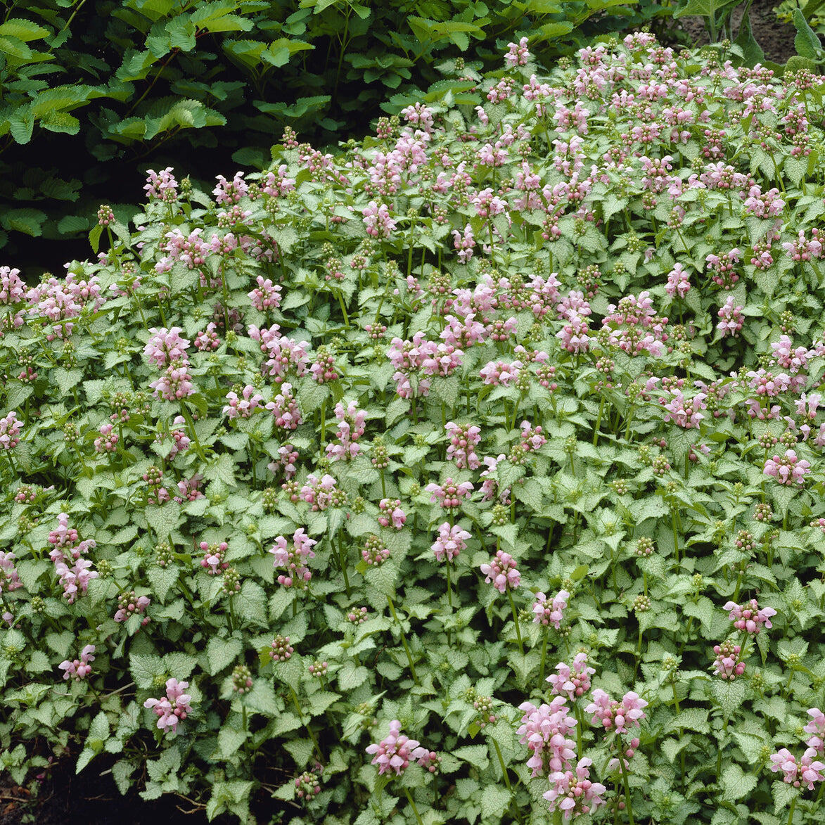 Lammblatt - Gefleckte Taubnessel 'Roseum' - Lamium maculatum Roseum