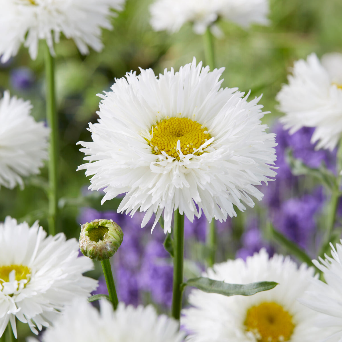 Großblumige Margerite Laspider - Leucanthemum superbum laspider - Willemse